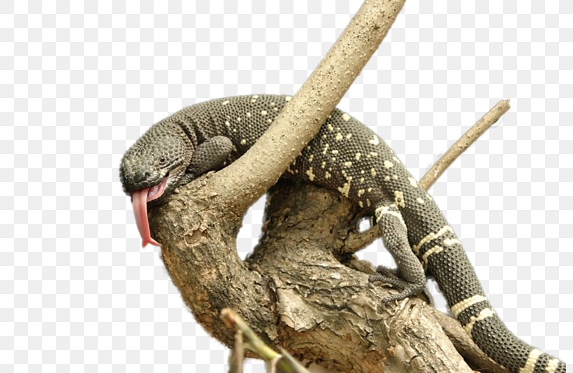 Lizard Reptile Snake Gila Monster Heloderma Horridum Charlesbogerti, PNG, 800x533px, Lizard, Agamas, Animal, Fauna, Gila Monster Download Free
