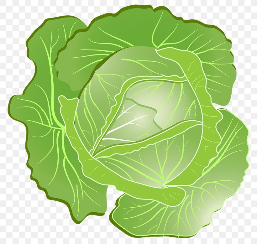 Savoy Cabbage Coleslaw Clip Art, PNG, 800x779px, Cabbage, Brassica Oleracea, Chinese Cabbage, Coleslaw, Collard Greens Download Free