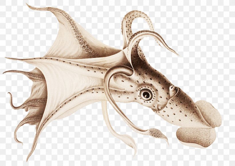 Squid Octopus The Cephalopoda Histioteuthis Bonnellii Valdivia Expedition, PNG, 945x668px, Squid, Carl Chun, Cephalopod, Cephalopoda, Coleoids Download Free