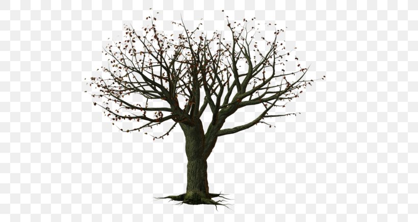 Tree Snag Clip Art, PNG, 500x436px, Tree, Birthday, Black, Branch, Color Download Free