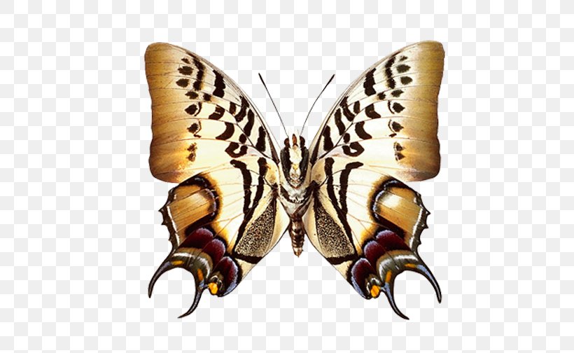 Animation Name, PNG, 566x504px, Animation, Arthropod, Brush Footed Butterfly, Butterfly, Com Download Free