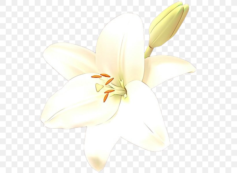 Moth Orchids Cut Flowers Lily M, PNG, 549x600px, Orchids, Cut Flowers, Daylily, Flower, Flowering Plant Download Free