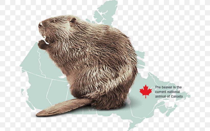 Canada Otter North American Beaver Rodent Animal, PNG, 668x514px, Canada, Animal, Bear, Beaver, Bison Download Free