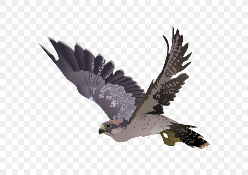 Falcon Clip Art, PNG, 960x679px, Falcon, Accipitriformes, Beak, Bird, Bird Of Prey Download Free