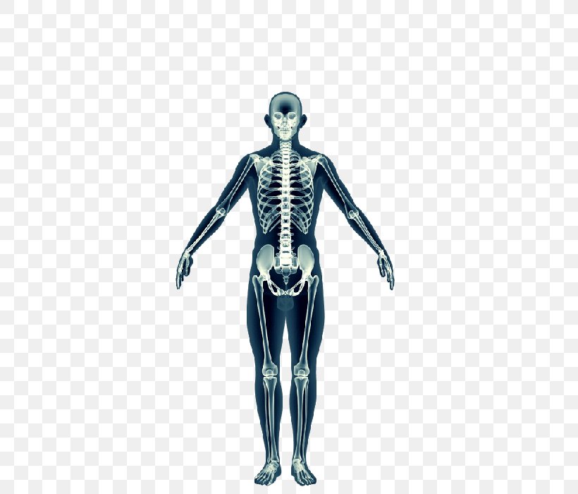 Shoulder Skeleton Homo Sapiens Muscle Figurine, PNG, 575x700px, Watercolor, Cartoon, Flower, Frame, Heart Download Free