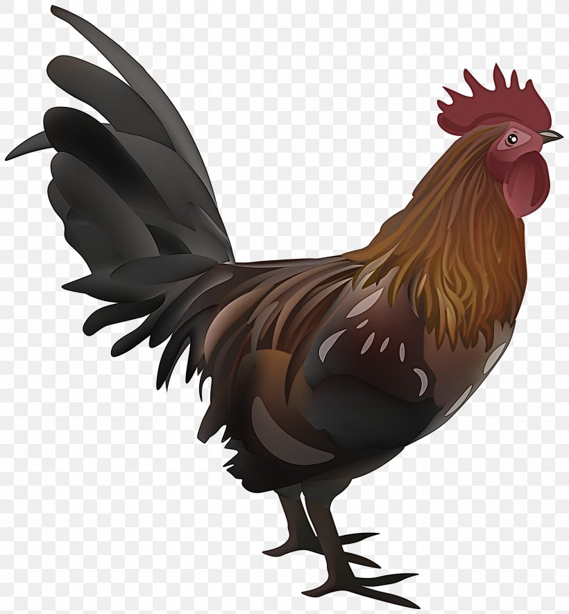 Bird Chicken Rooster Comb Beak, PNG, 2777x3000px, Bird, Beak, Chicken, Comb, Fowl Download Free