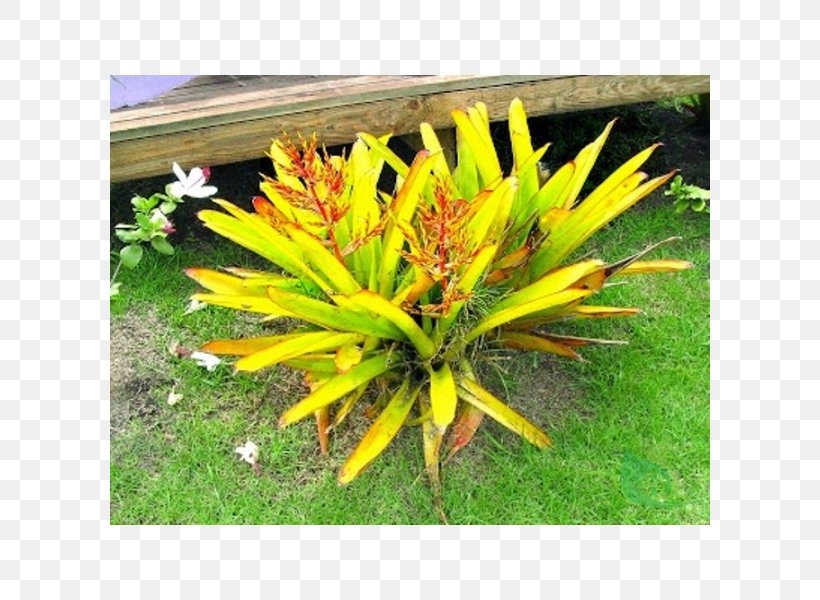 Bromélia Atlantic Forest Aechmea Fasciata Insurance, PNG, 600x600px, Bromelia, Aechmea, Aechmea Fasciata, Atlantic Forest, Bromeliads Download Free