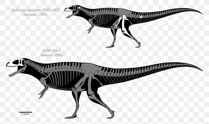 Carcharodontosaurus Acrocanthosaurus Tyrannosaurus Spinosaurus Yangchuanosaurus, PNG, 4500x2670px, Carcharodontosaurus, Acrocanthosaurus, Black And White, Carcharodontosauridae, Carnotaurus Download Free