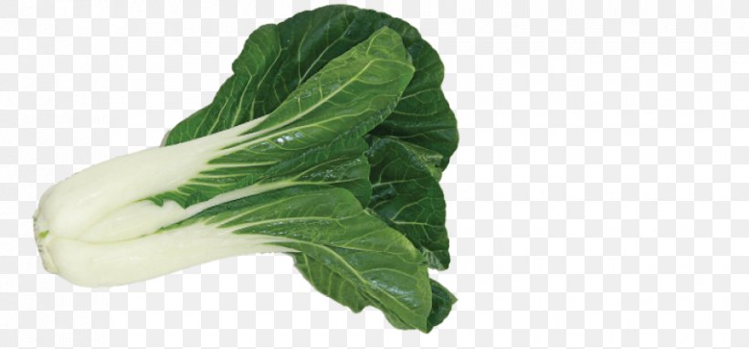 Chard Choy Sum, PNG, 850x396px, Chard, Bok Choy, Cabbage, Choy Sum, Collard Greens Download Free