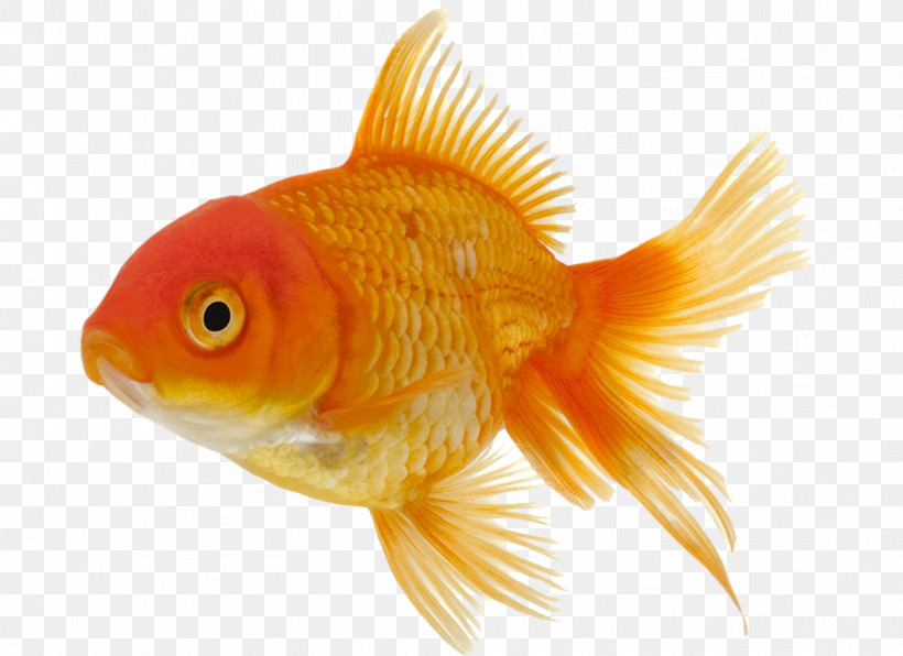 Fish Fish Goldfish Fin Feeder Fish, PNG, 989x720px, Fish, Bonyfish, Feeder Fish, Fin, Goldfish Download Free