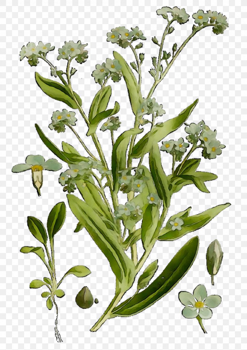 Garden Cress Plant Stem Flower Subshrub Herbalism, PNG, 999x1416px, Garden Cress, Flower, Flowering Plant, Herb, Herbalism Download Free