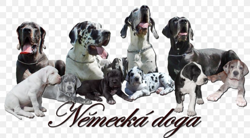 Great Dane Old Danish Pointer Dog Breed American Hairless Terrier, PNG, 1078x599px, Great Dane, American Hairless Terrier, Breed, Carnivoran, Dog Download Free
