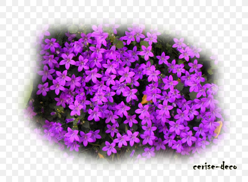 Lavender Landscape Tree Theatrical Scenery Flower, PNG, 800x600px, Lavender, Annual Plant, Easter, Flower, Flowering Plant Download Free