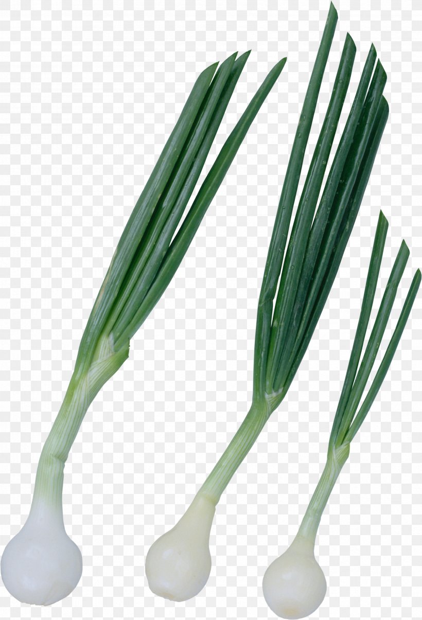 Onion Vegetable Chives Green, PNG, 3369x4953px, Onion, Allium, Chives, Digital Image, Food Download Free