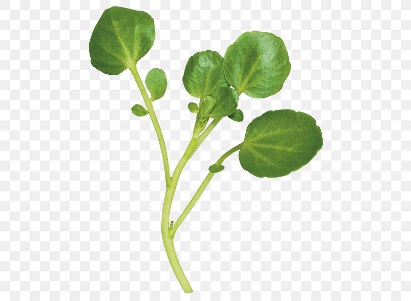 Spring Greens Herb Leaf Vegetable Watercress, PNG, 470x600px, Watercolor, Cartoon, Flower, Frame, Heart Download Free