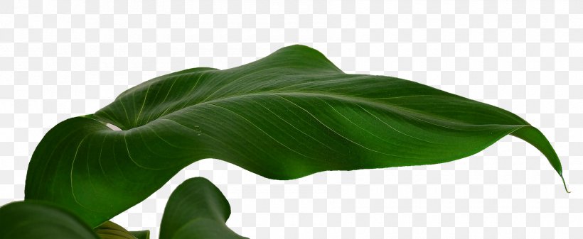 Banana Leaf Musa Basjoo, PNG, 1800x740px, Leaf, Banana, Banana Leaf, Grass, Green Download Free