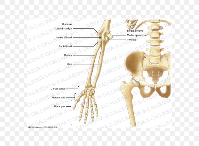 Elbow Bone Forearm Human Anatomy, PNG, 600x600px, Watercolor, Cartoon, Flower, Frame, Heart Download Free