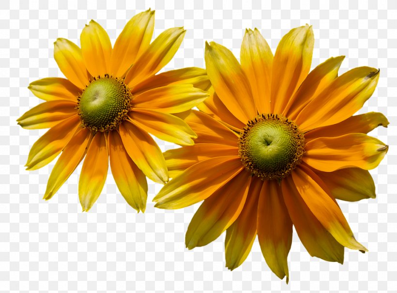 Flower Petal Blume Clip Art, PNG, 960x709px, Flower, Annual Plant, Blume, Chrysanths, Common Sunflower Download Free