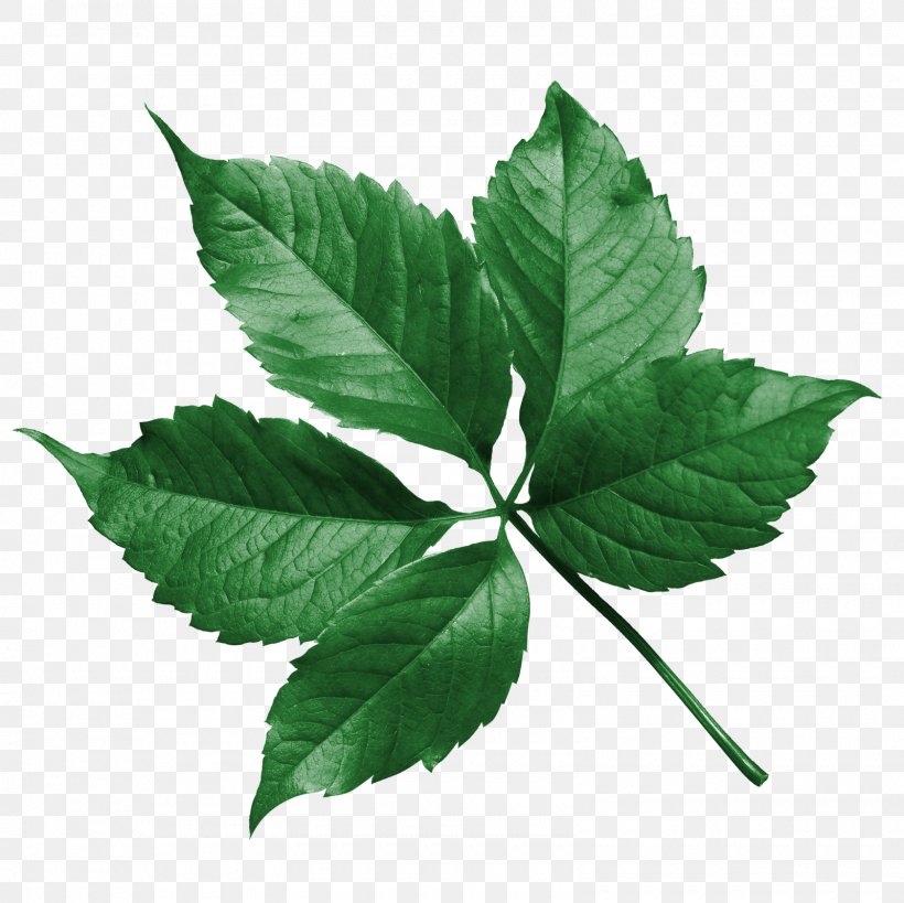 Leaf Flower Drawing, PNG, 1600x1600px, Leaf, Author, Description, Drawing, Filename Extension Download Free