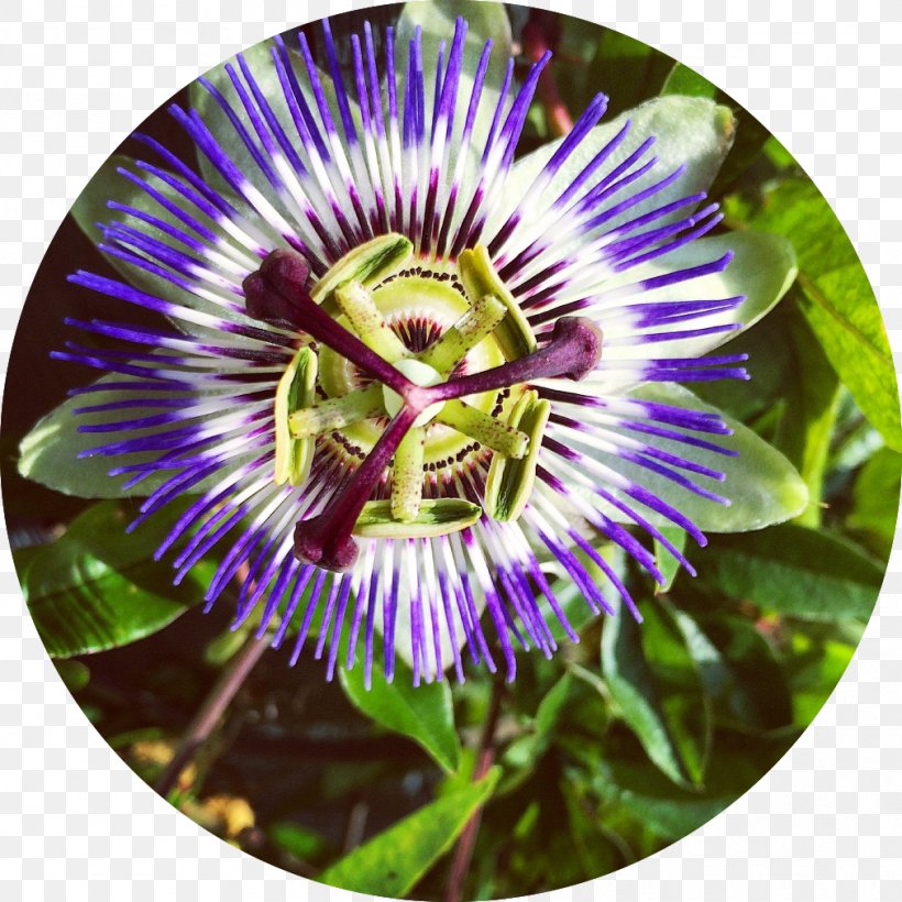 Purple Passionflower Evolutionary Herbalism Medicine Health, PNG, 1012x1012px, Purple Passionflower, Alchemy, Disease, Evolutionary Herbalism, Flower Download Free