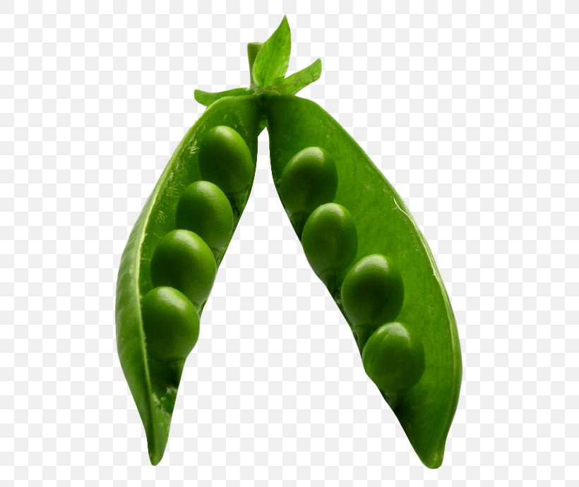 Snap Pea Icon, PNG, 566x690px, Snap Pea, Food, Fruit, Gimp, Ico Download Free