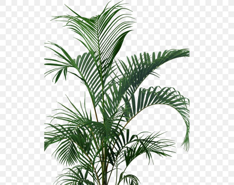 Tree Flowerpot Houseplant Arecaceae, PNG, 509x649px, Houseplant, Arecaceae, Arecales, Artificial Flower, Branch Download Free