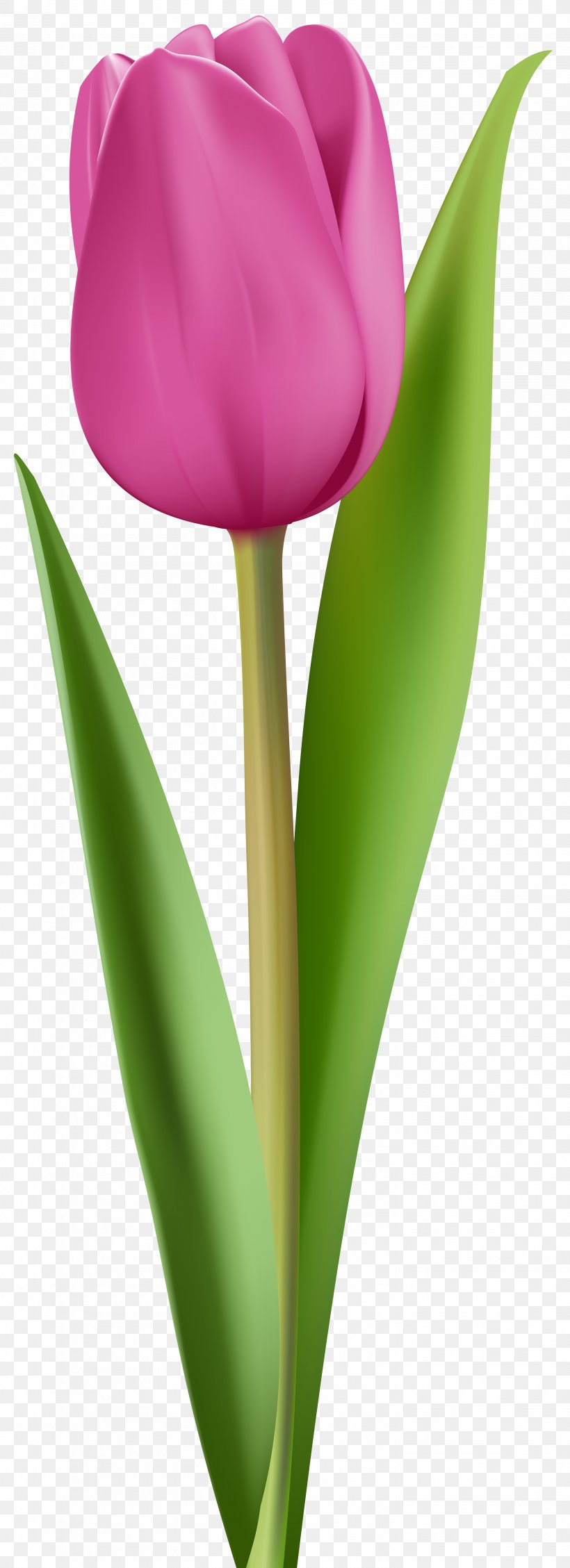 tulipa dance line clipart