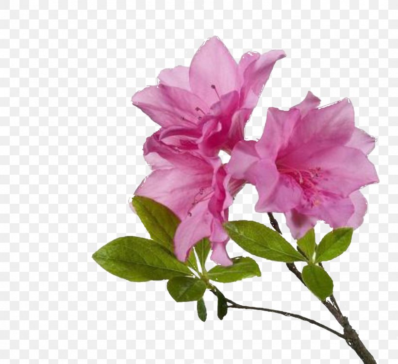 Azalea Flowertown Festival / Summerville Family YMCA, PNG, 1459x1336px, Azalea, Branch, Flower, Flowering Plant, Frizz Download Free