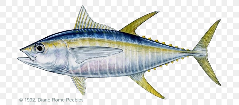 Blackfin Tuna Bigeye Tuna Yellowfin Tuna Atlantic Bluefin Tuna Fishing, PNG, 720x360px, Blackfin Tuna, Anchovy, Atlantic Bluefin Tuna, Bigeye Tuna, Billfish Download Free