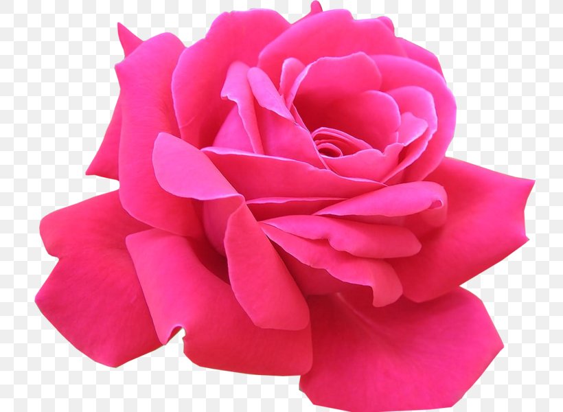Rose Pink Flowers Clip Art, PNG, 740x600px, Rose, Cut Flowers, Display Resolution, Flower, Flower Bouquet Download Free