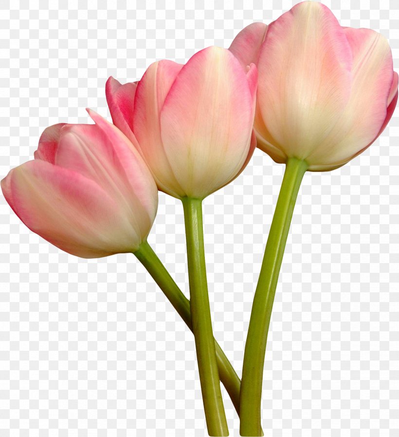 Tulip Mania Cut Flowers Blue Rose, PNG, 1648x1803px, Tulip Mania, Blue Rose, Bud, Bulb, Cut Flowers Download Free