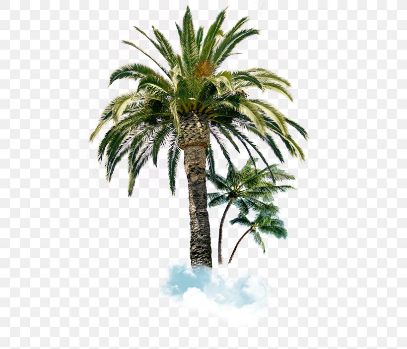 Arecaceae Tree Palm Branch Blue Spruce Sabal Palm, PNG, 475x704px, Arecaceae, Arecales, Attalea Speciosa, Blue Spruce, Borassus Flabellifer Download Free