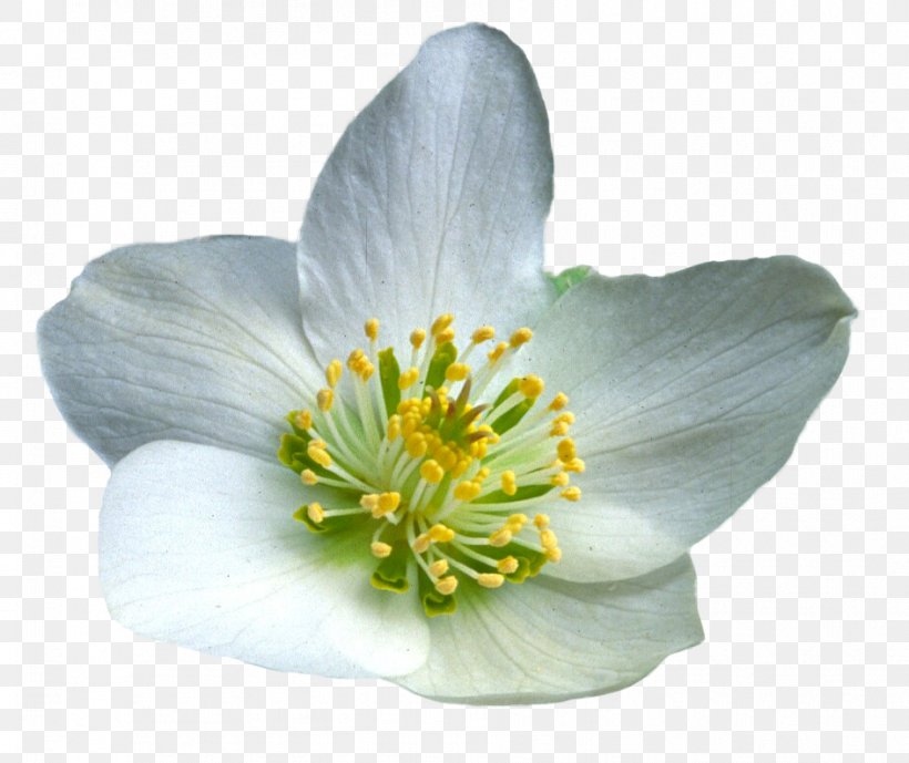Flower Photography, PNG, 944x794px, Flower, Anemone, Blog, Cut Copy And Paste, Flowering Plant Download Free
