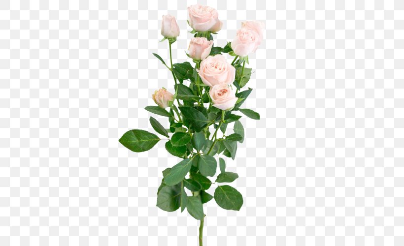 Garden Roses Cabbage Rose Floribunda Flower Bouquet, PNG, 500x500px, Garden Roses, Artificial Flower, Botany, Bouquet, Branch Download Free