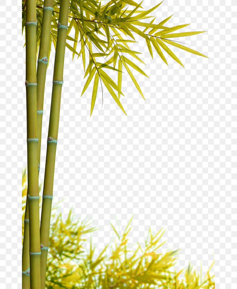 Bamboo Stock Photography Bamboe, PNG, 667x1000px, Bamboo, Arecales, Bamboe, Bamboo Textile, Branch Download Free