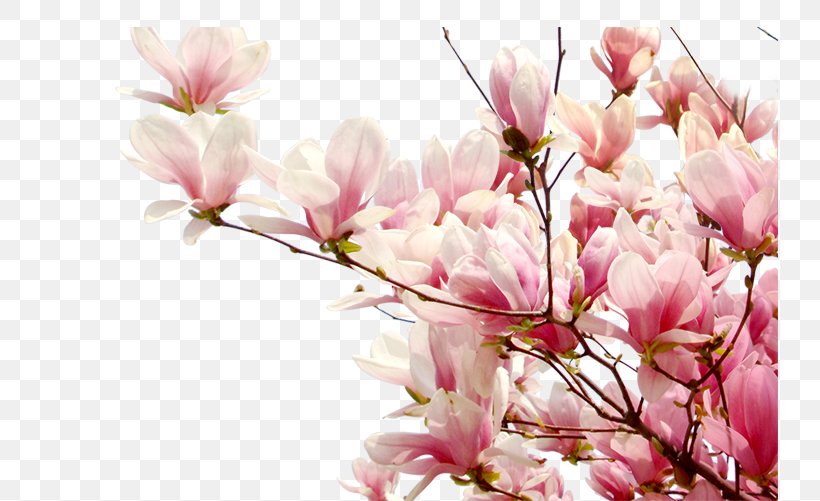 Cherry Blossom Peach, PNG, 737x501px, Cherry Blossom, Blossom, Branch, Cherry, Flower Download Free