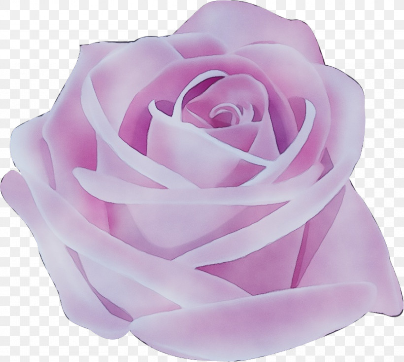 Garden Roses, PNG, 832x744px, One Flower, Camellia, Cut Flowers, Floribunda, Flower Download Free