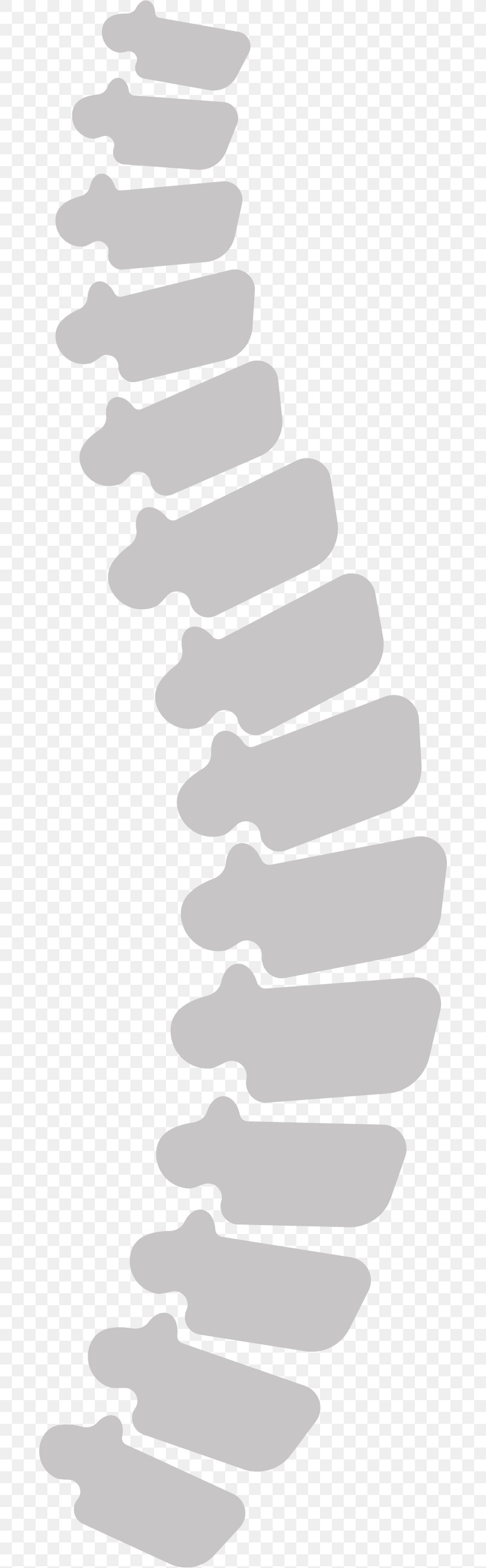 Vertebral Column Euclidean Vector Human Body, PNG, 688x2643px, Vertebral Column, Black And White, Human Body, Human Vertebral Column, Monochrome Download Free