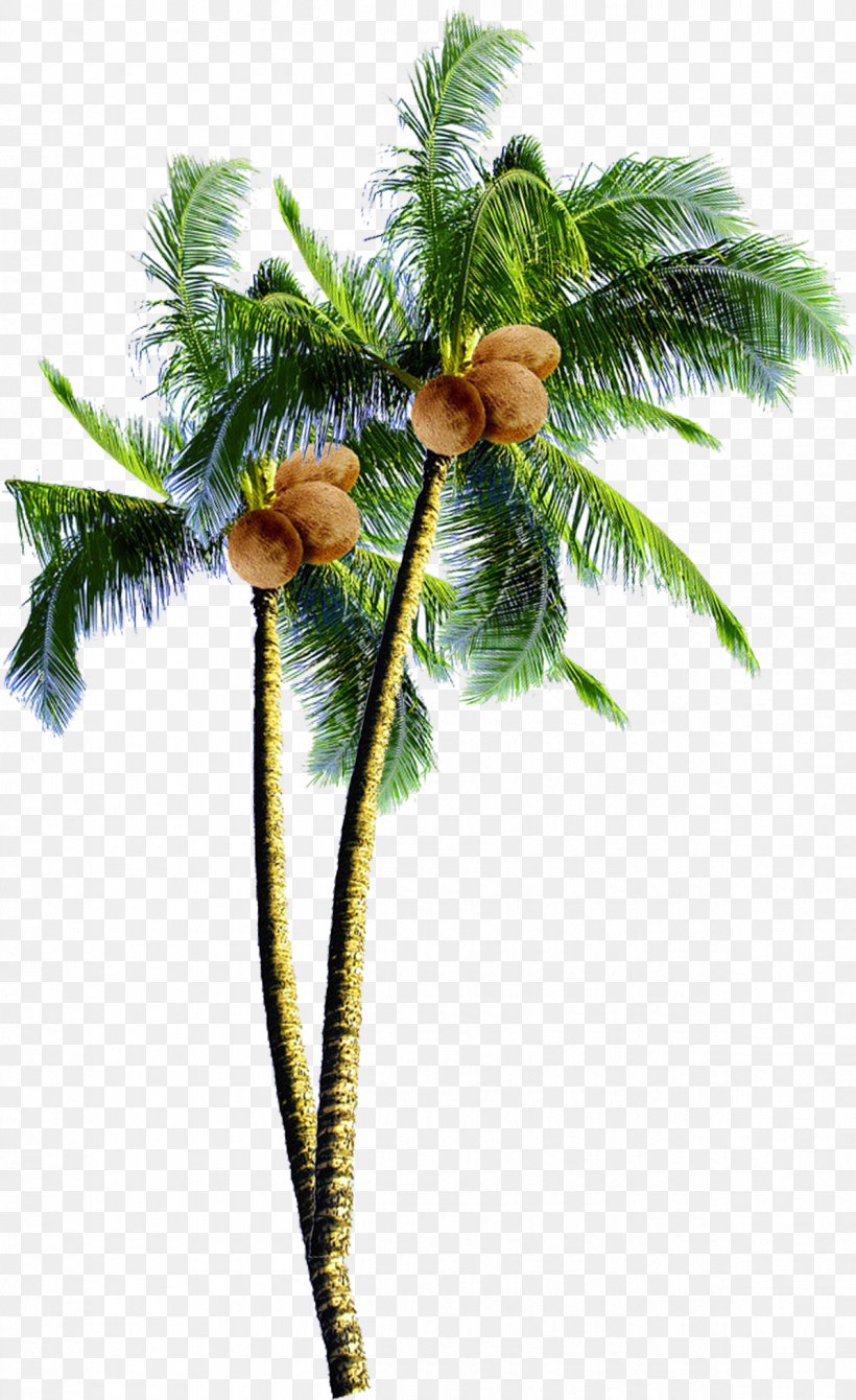 Date Tree Leaf, PNG, 1195x1953px, Coconut, Arecales, Asian Palmyra Palm, Attalea Speciosa, Borassus Download Free