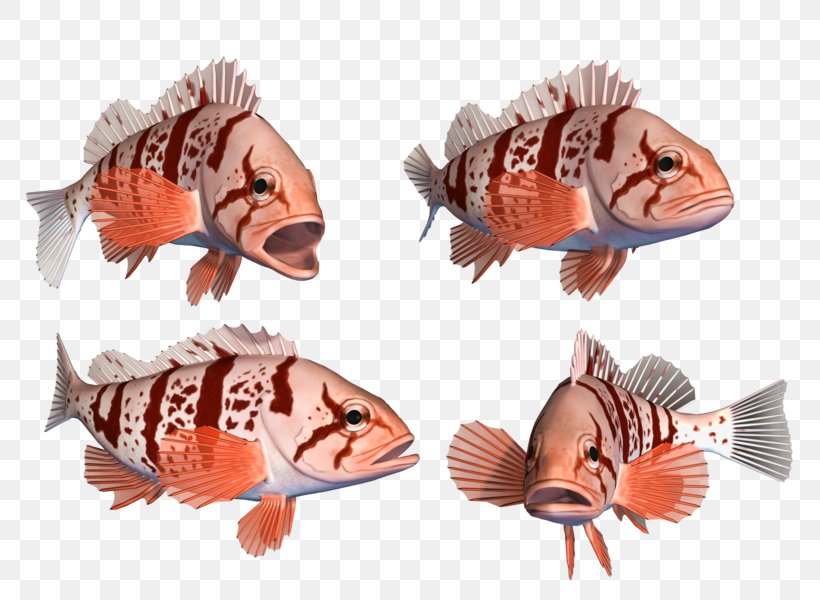 Deep Sea Fish 海水魚 Animal, PNG, 800x600px, Deep Sea Fish, Animal, Animal Figure, Animal Source Foods, Deep Sea Download Free