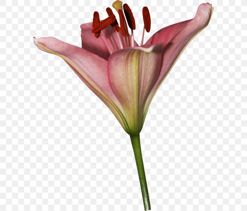 Lilium Cut Flowers Petal Garden Roses, PNG, 600x701px, Lilium, Blog, Bud, Cut Flowers, Email Download Free