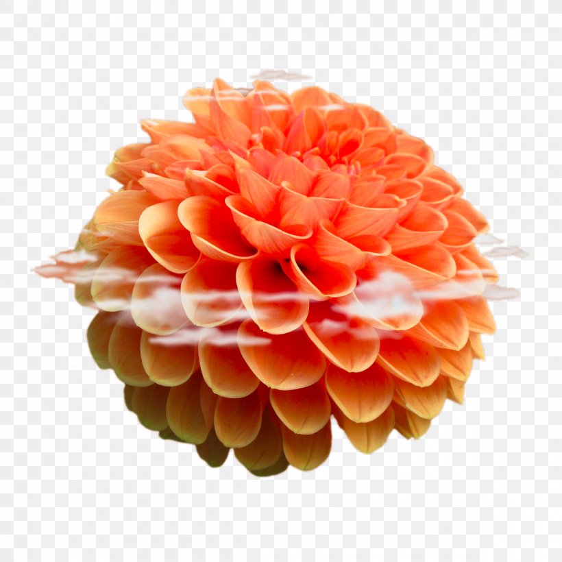 Beach Rose Flower Android Stock.xchng, PNG, 1200x1200px, Beach Rose, Android, Android Application Package, Dahlia, Flower Download Free