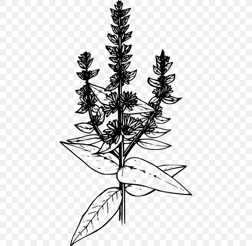 Drawing Coloring Book Clip Art, PNG, 432x800px, Drawing, Black And White, Botanical Illustration, Branch, Coloring Book Download Free