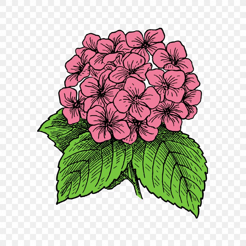 Flower Plant Pink Violet Petal, PNG, 1920x1920px, Flower, Hydrangea, Hydrangeaceae, Leaf, Petal Download Free