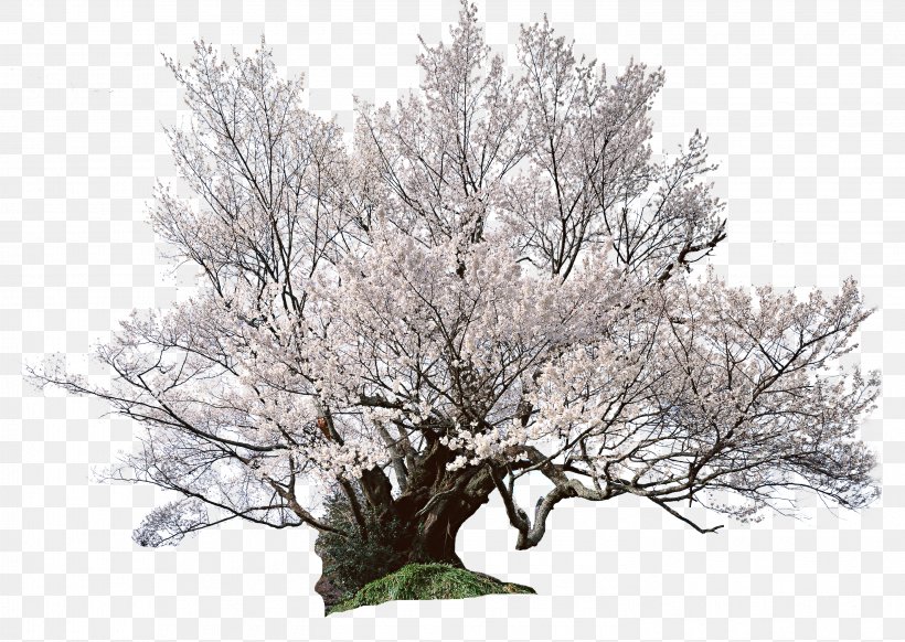 National Cherry Blossom Festival Shrub, PNG, 2950x2094px, National Cherry Blossom Festival, Blossom, Branch, Cherry, Cherry Blossom Download Free