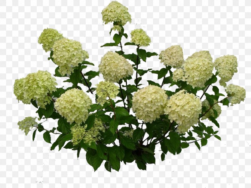 Shrub Guelder-rose Tree PeeGee Hydrangea, PNG, 1024x768px, Shrub, Annual Plant, Cornales, Cut Flowers, Flower Download Free