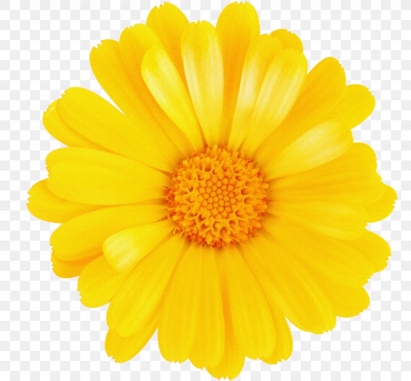 Stock Photography Flower Common Daisy Yellow, PNG, 1600x1484px, Stock Photography, Annual Plant, Blue, Calendula, Chrysanthemum Coronarium Download Free
