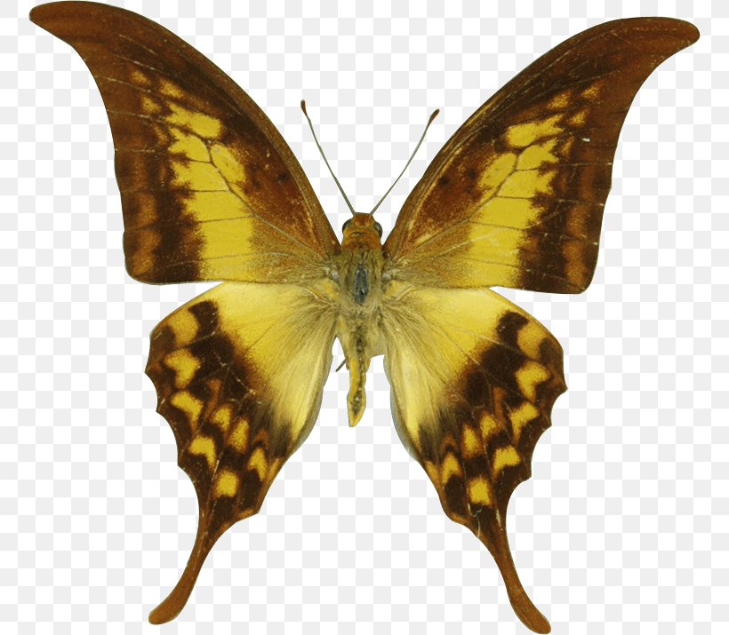 Butterflies In Thailand Swallowtail Butterfly Dabasa Arribas Asian Swallowtail Dabasa Amphis, PNG, 756x715px, Swallowtail Butterfly, Arthropod, Book, Brushfooted Butterfly, Butterflies Download Free