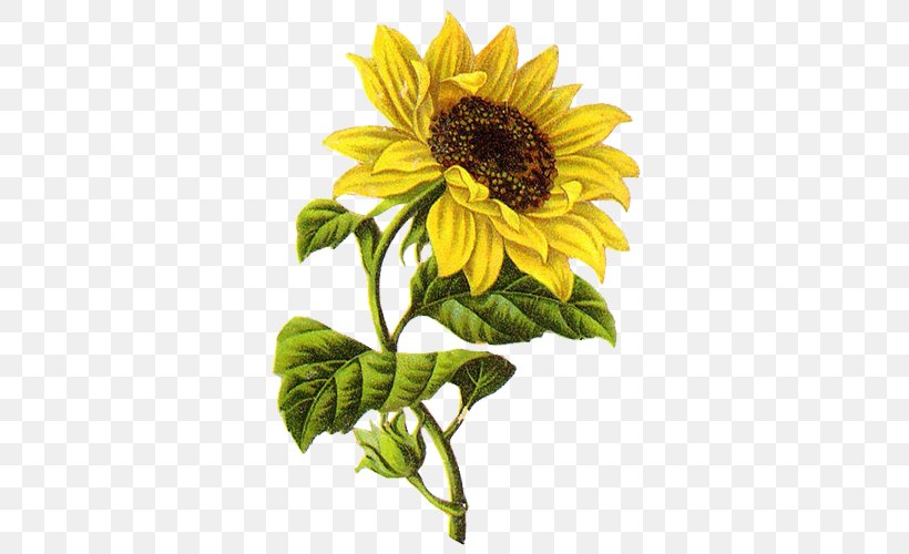 Common Sunflower Drawing Sketch, PNG, 500x500px, Common Sunflower, Art