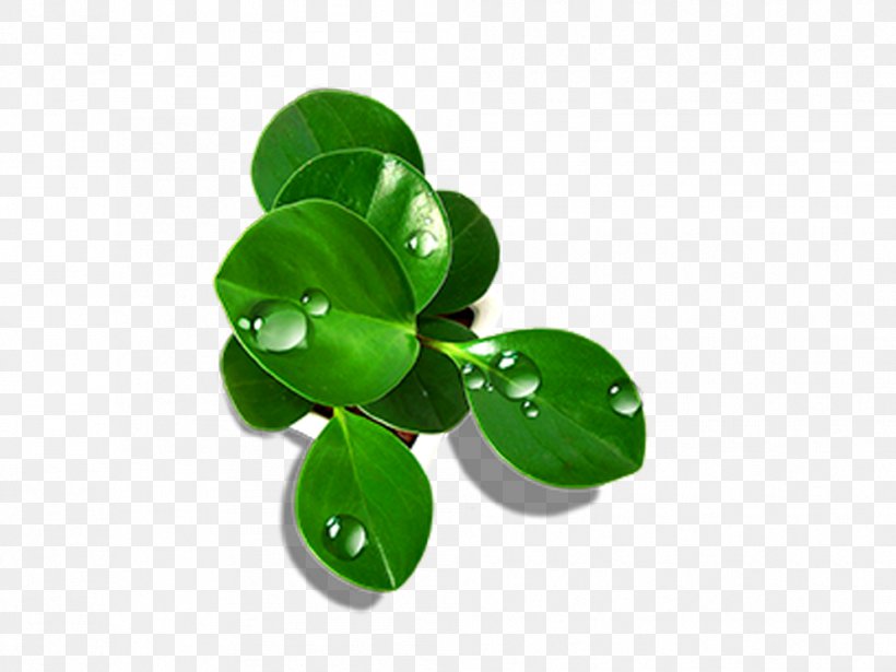 Drop Leaf Green, PNG, 992x744px, Drop, Bubble, Creativity, Dew, Google Images Download Free
